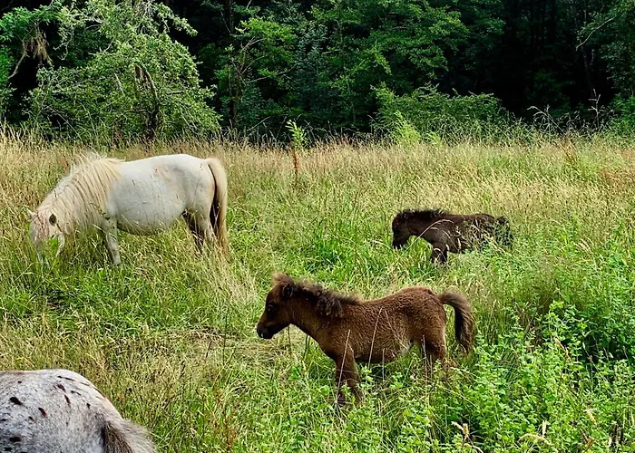 Mendiondo * Ustaritz